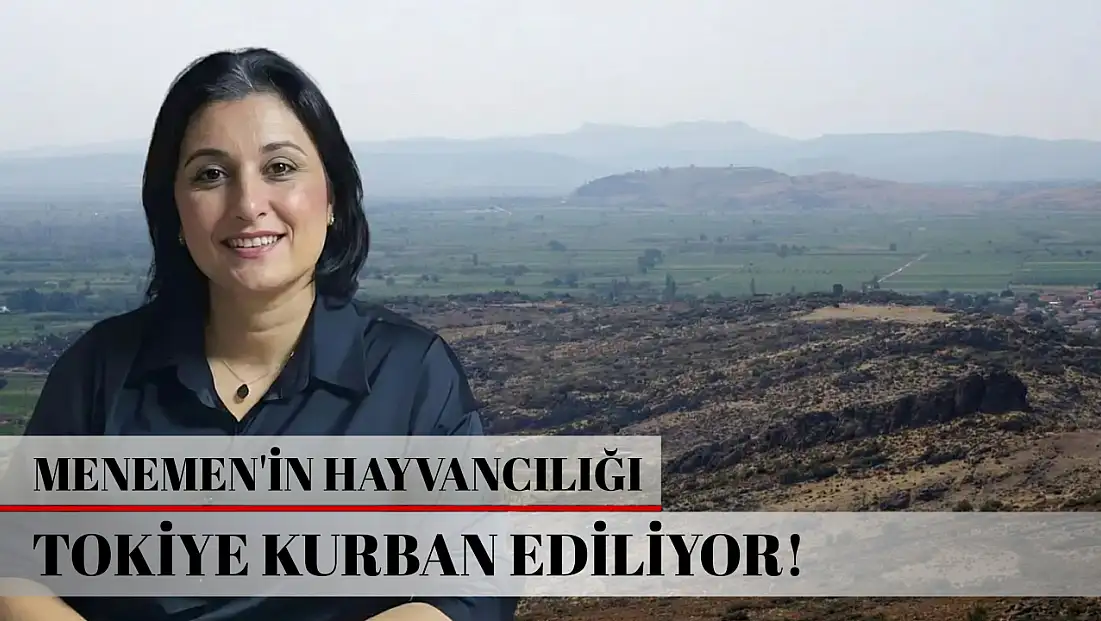 Menemen'in hayvancılığı TOKİ'ye kurban ediliyor...