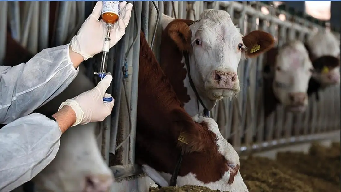 Milas’ta şap salgını önlemleri kapsamında hareket kısıtlaması uygulanıyor