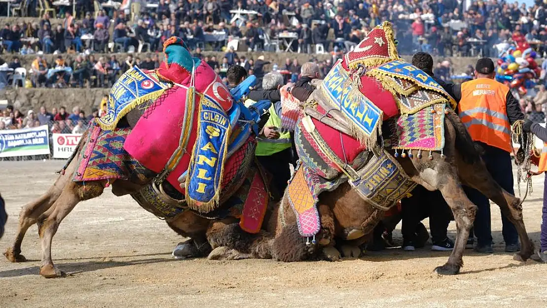 28.GELENEKSEL KONAKLI DEVE GÜREŞLERİ FESTİVALİ BAŞLIYOR