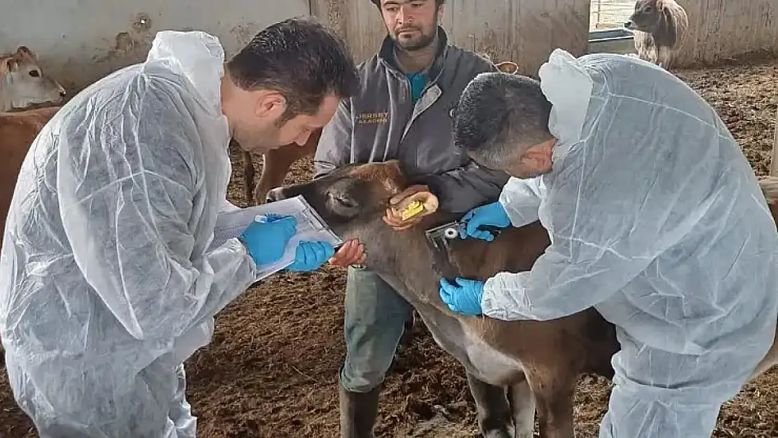 Bayındır'da hastalıktan ari işletmede tüberkülin uygulaması yapıldı