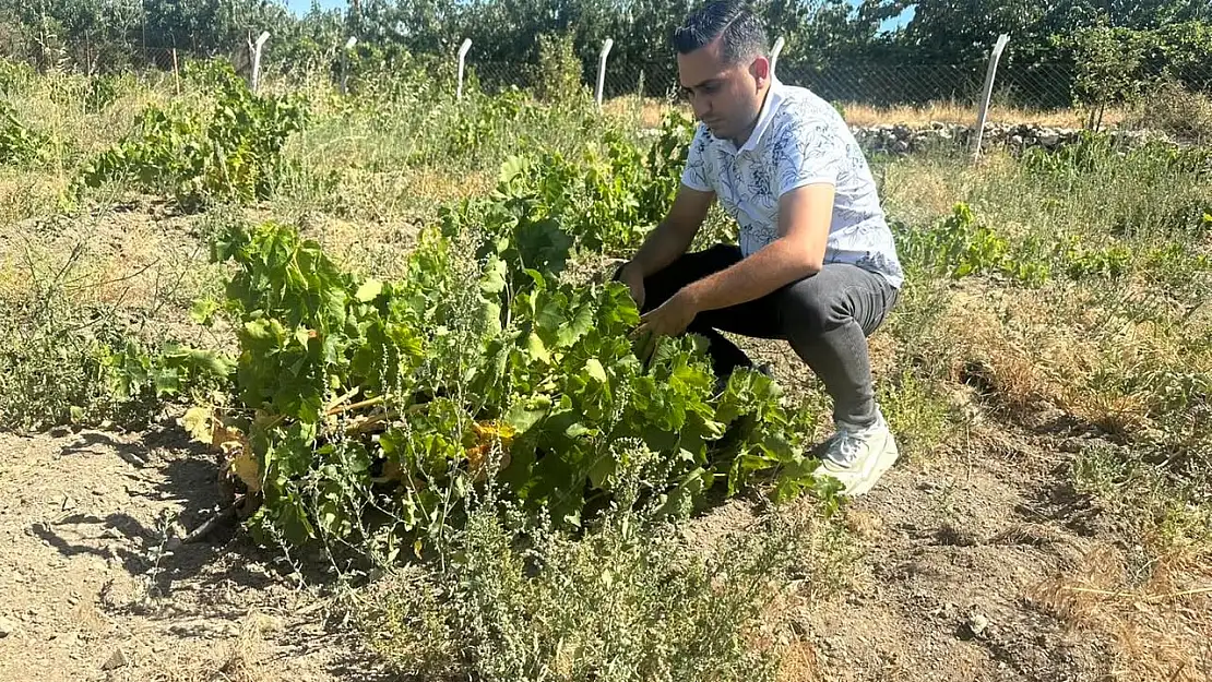 Bayındır'da üzüm üretimine yönelik rekolte tespit çalışmaları devam ediyor