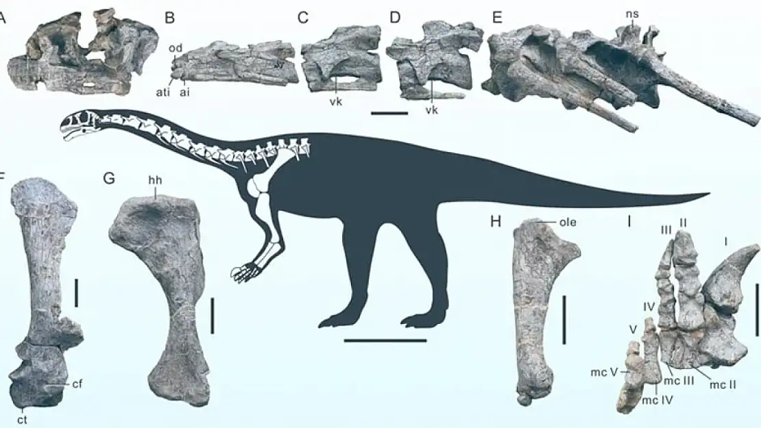 Çin'de 200 milyon yıllık yeni dinozor türü keşfedildi: 'Wudingloong wui'