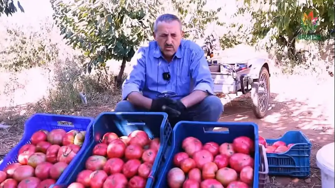 Dernekli’nin pembe domatesleri sofraların gözdesi oldu