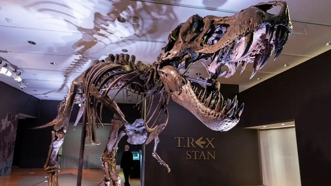 Dinozor İskeleti 30 Milyon Dolara Satıldı!