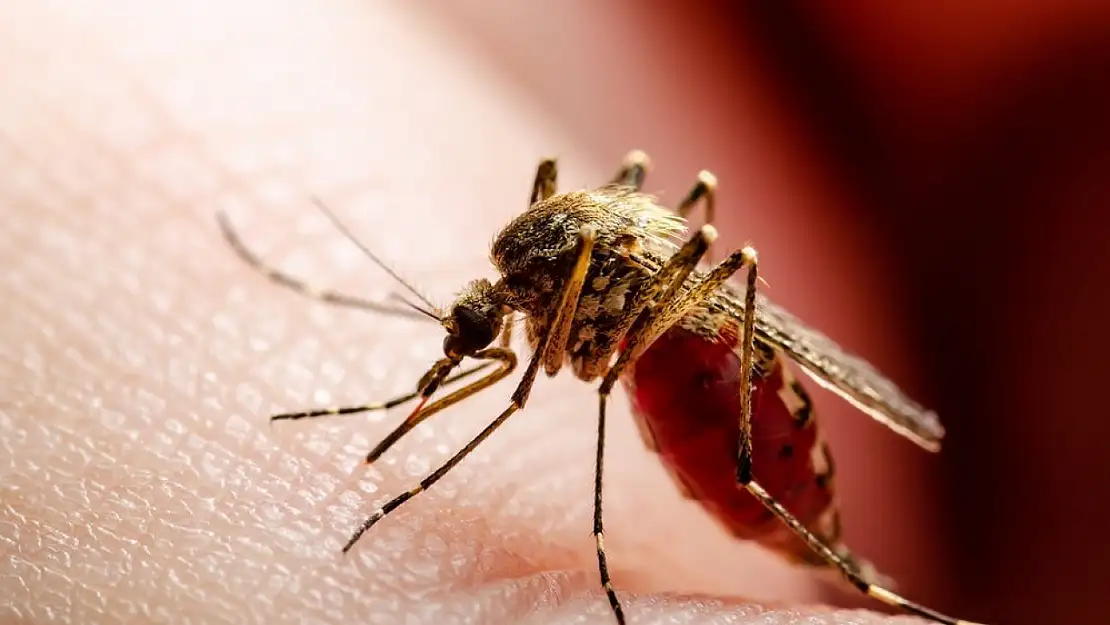 DSÖ'den Chikungunya virüsü için küresel salgın uyarısı!