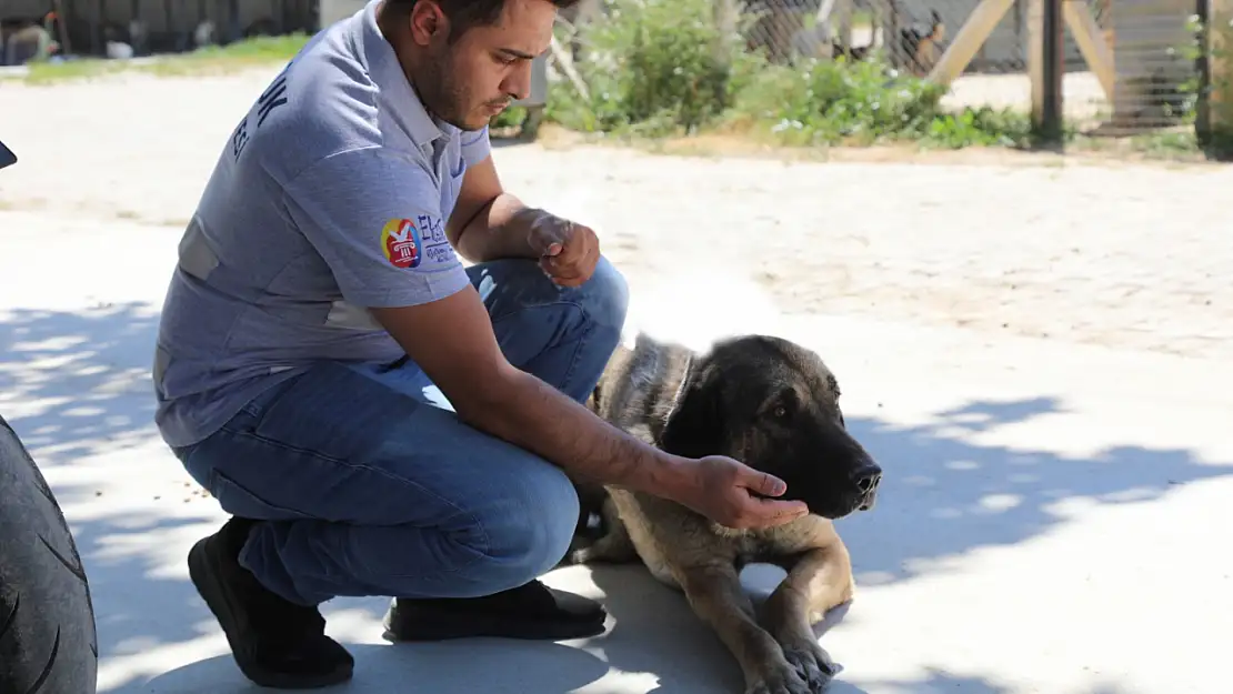 Efes Selçuk'tan duygusal çağrı: 'Satın Alma, Sahiplen!'