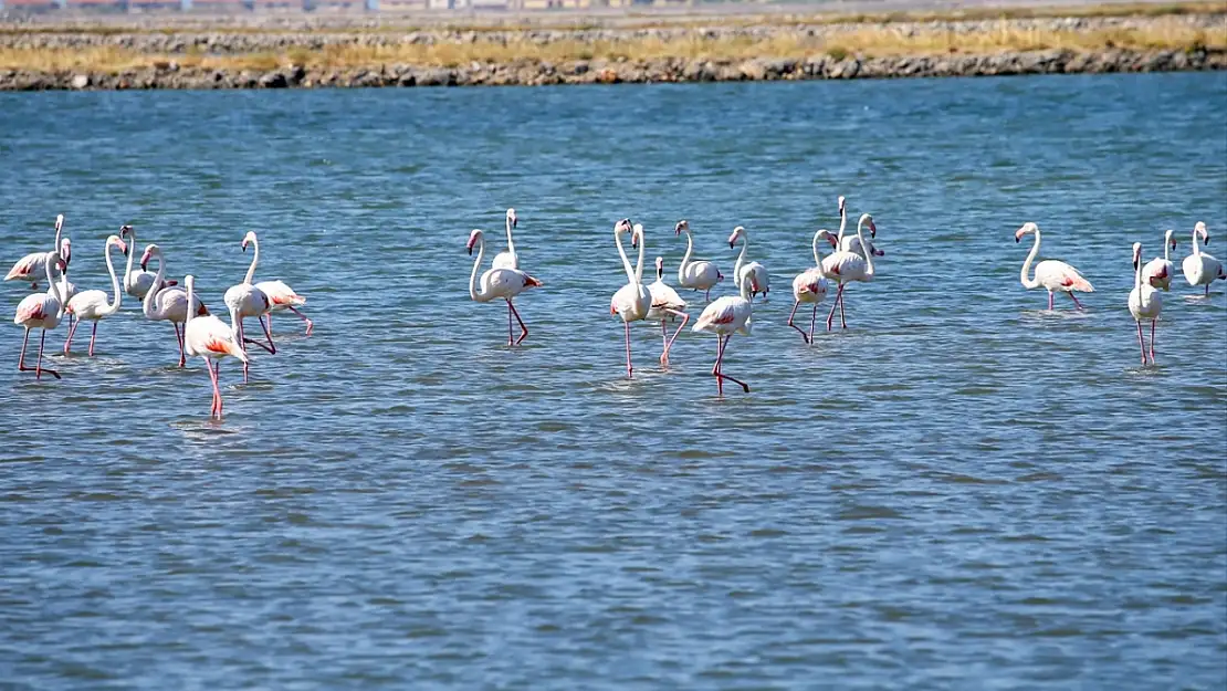 Flamingo yolculuğu yeniden başlıyor