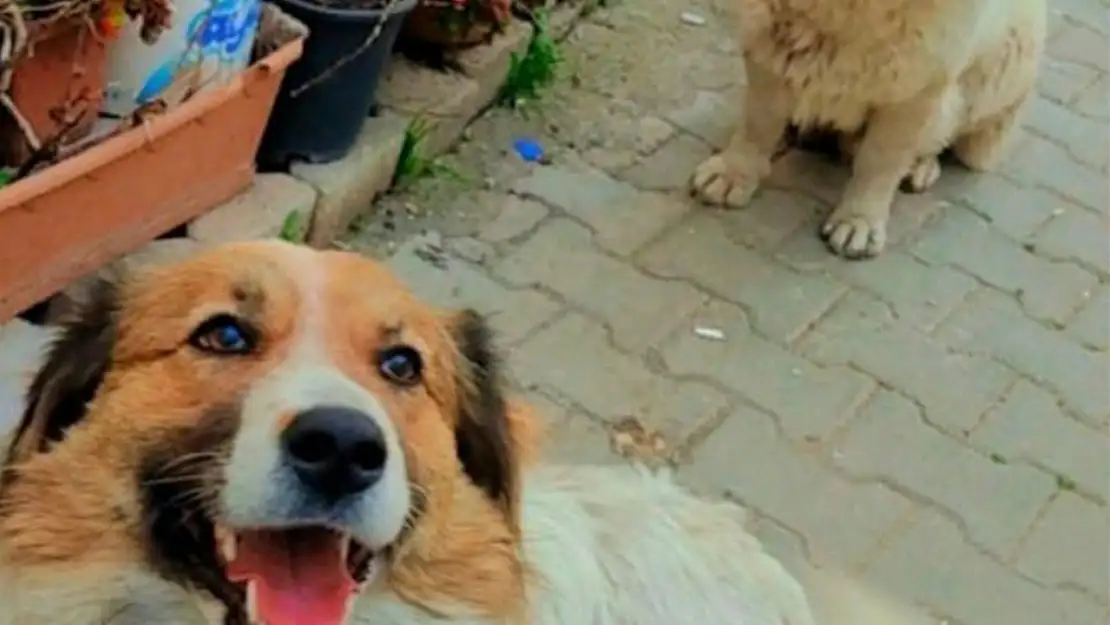 Hatay'dan Ankara'ya uzanan sadakat: Kardeş köpekler yeniden bir arada