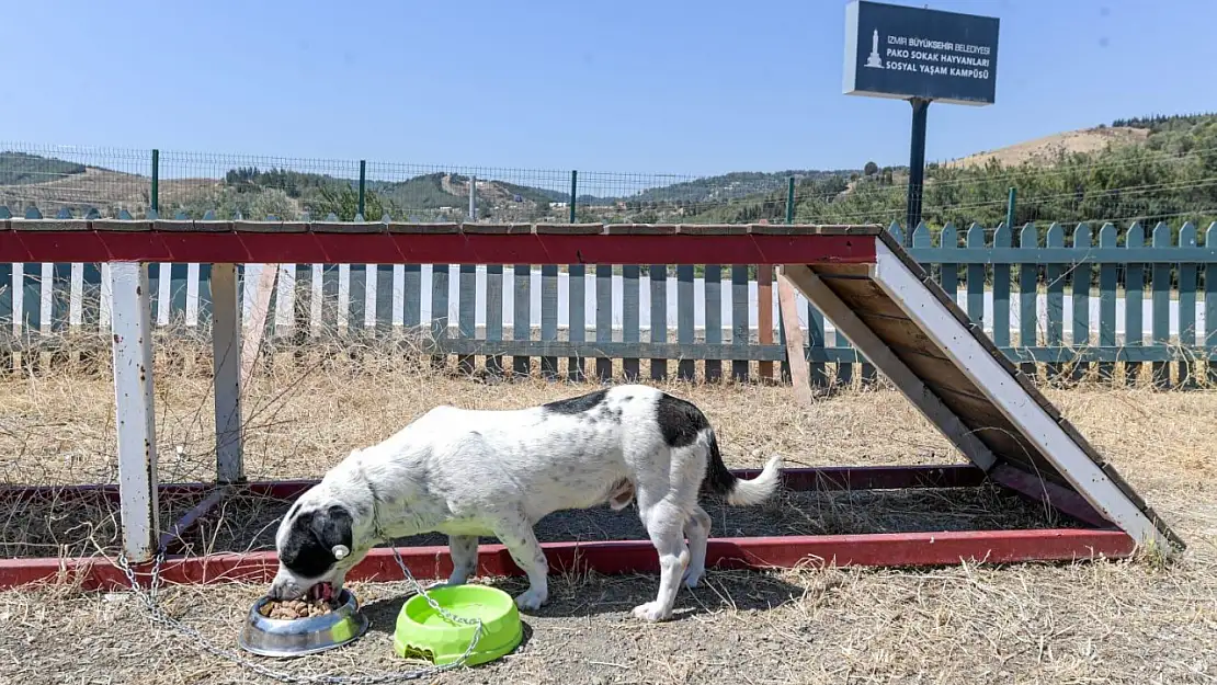 İzmir Büyükşehir Belediyesi'nden can dostlara özel mama üretimi