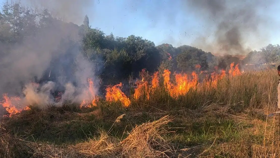 Malatya'da orman yangını