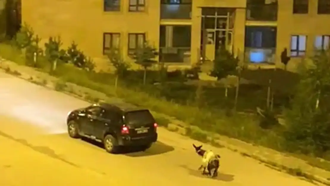 O görüntülere ceza yağdı, eşek koruma altına alındı
