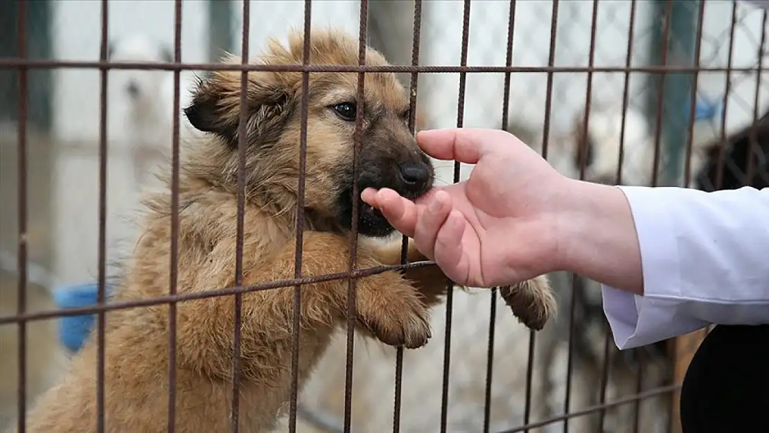 Ödemiş'te yangından kurtarılan köpeklere gönüllülerden şefkat eli