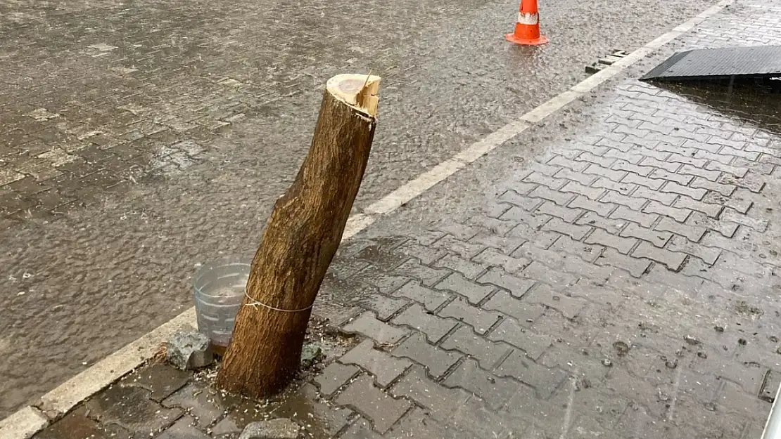 Tire Belediyesi katledilen ağacın yerine yenisini dikti