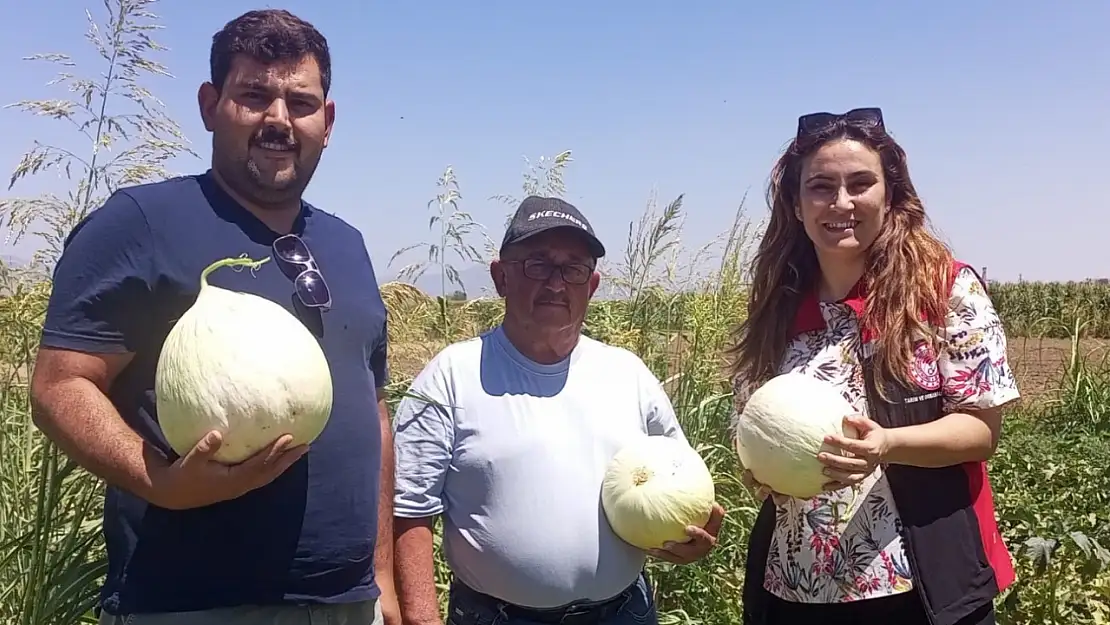 Tire'de kavun, domates ve biber hasatlarına tarım müdürlüğü eşlik etti