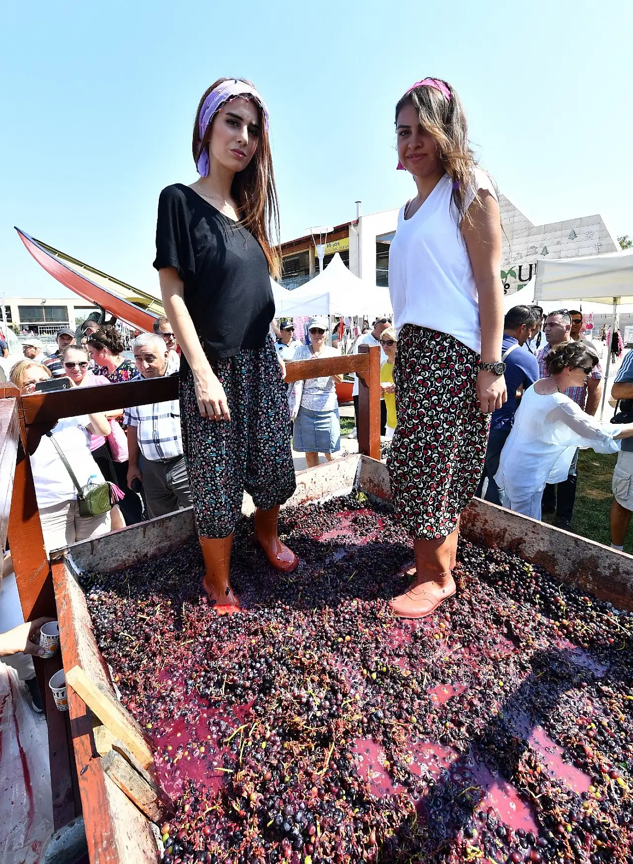 Urla'da 2600 yıllık gelenek yeniden canlanıyor: Bağbozumu Şenlikleri başlıyor