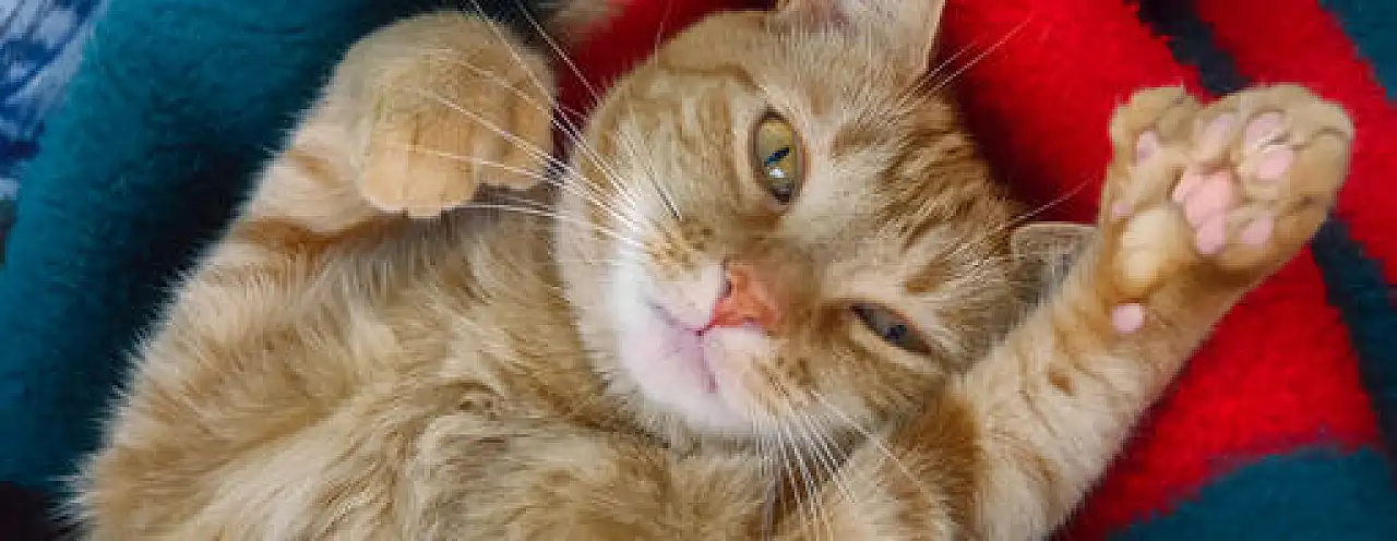 10 maddede kedilerle yaşamak nasıl?