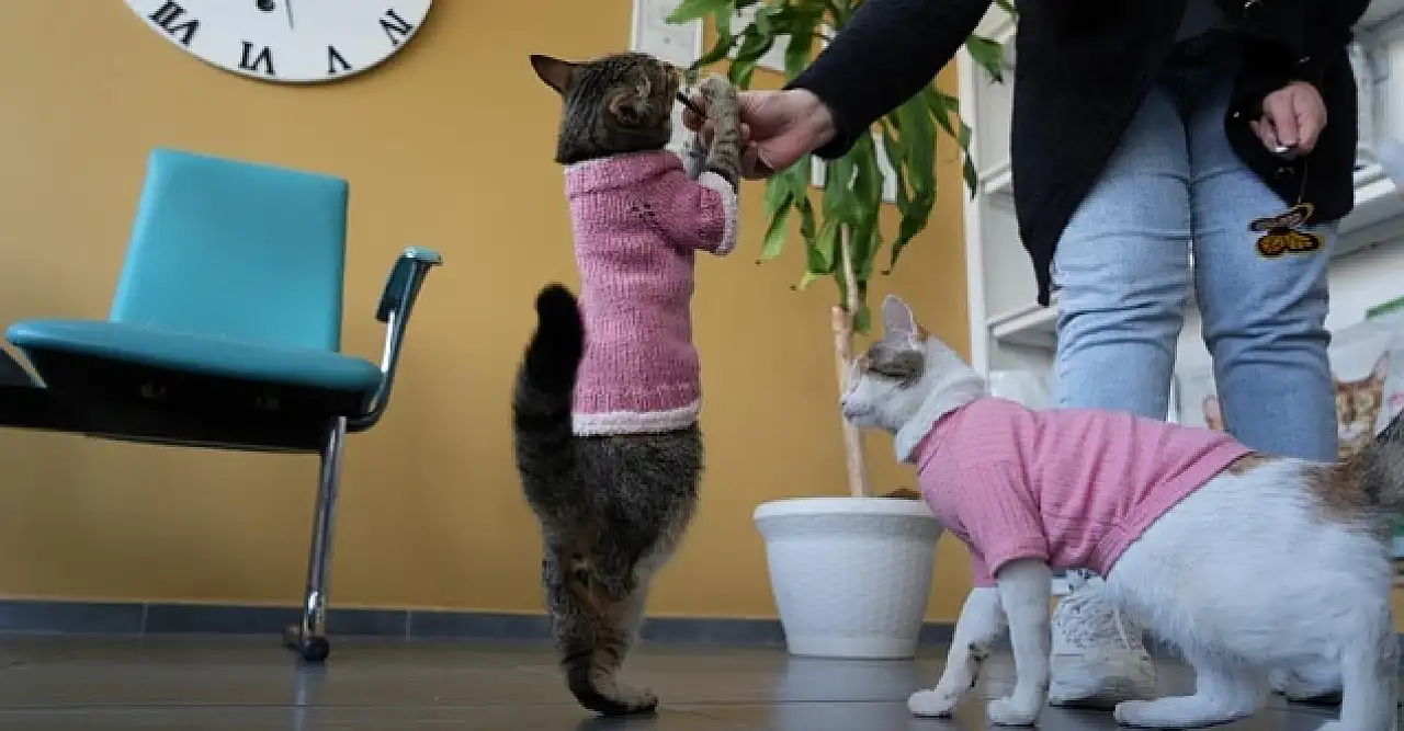 10 maddede kedilerle yaşamak nasıl?