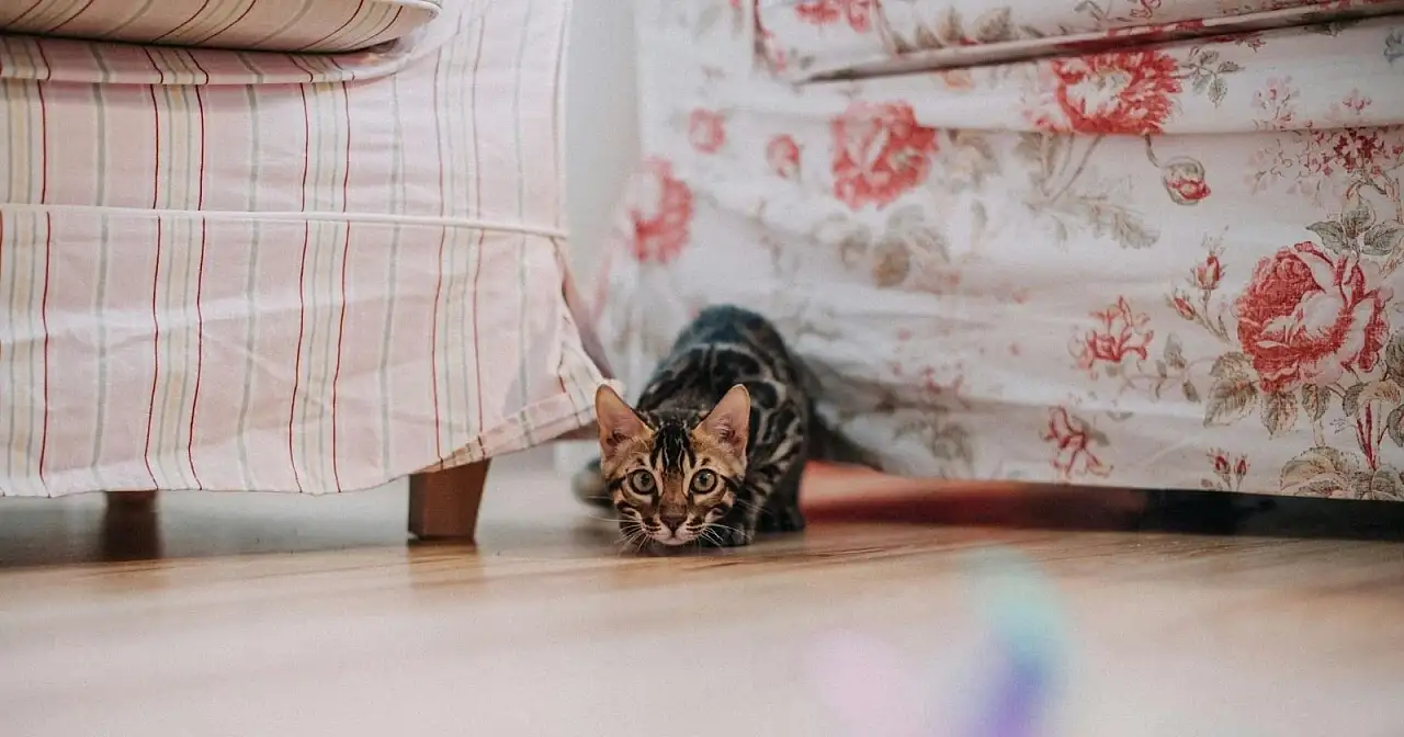 10 maddede kedilerle yaşamak nasıl?