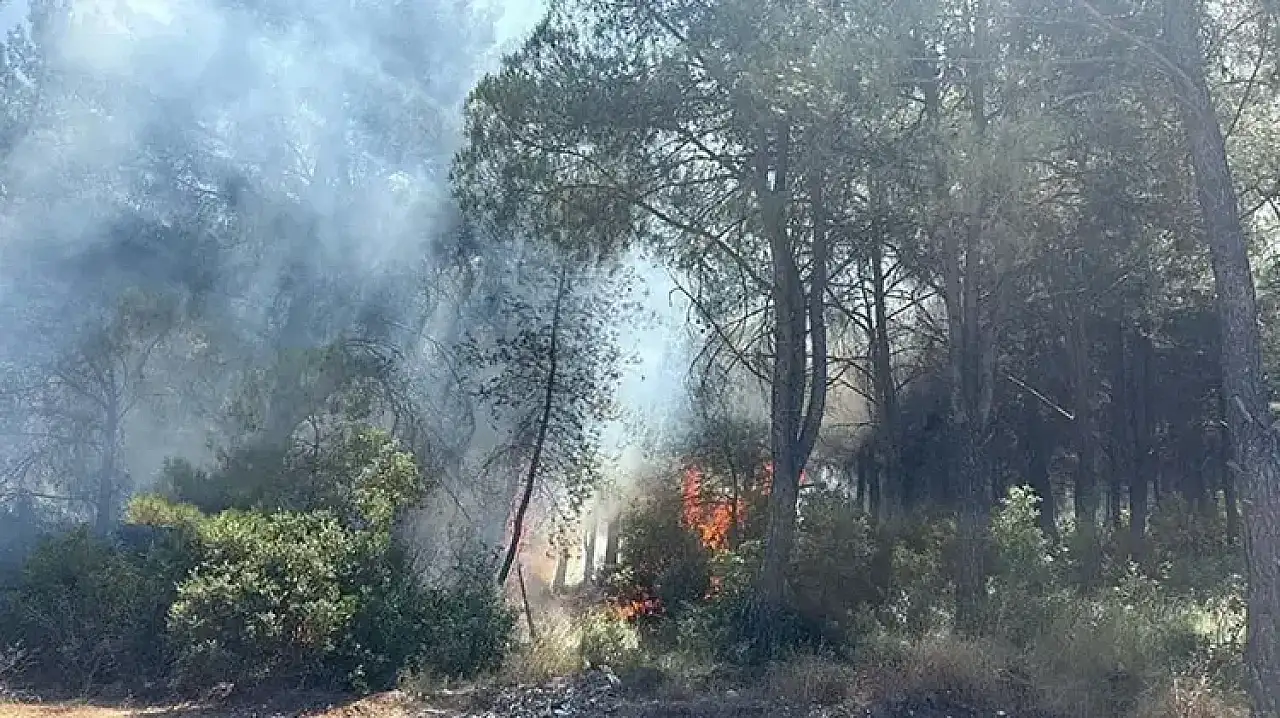 Buca'daki orman yangınının nedeni ortaya çıktı: 1 kişi tutuklandı