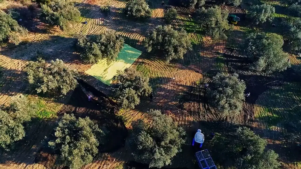 Ayvalık'ta zeytin ve turizmin buluşma noktası: 20. Ayvalık Uluslararası zeytin hasat ve turizm festivali başlıyor