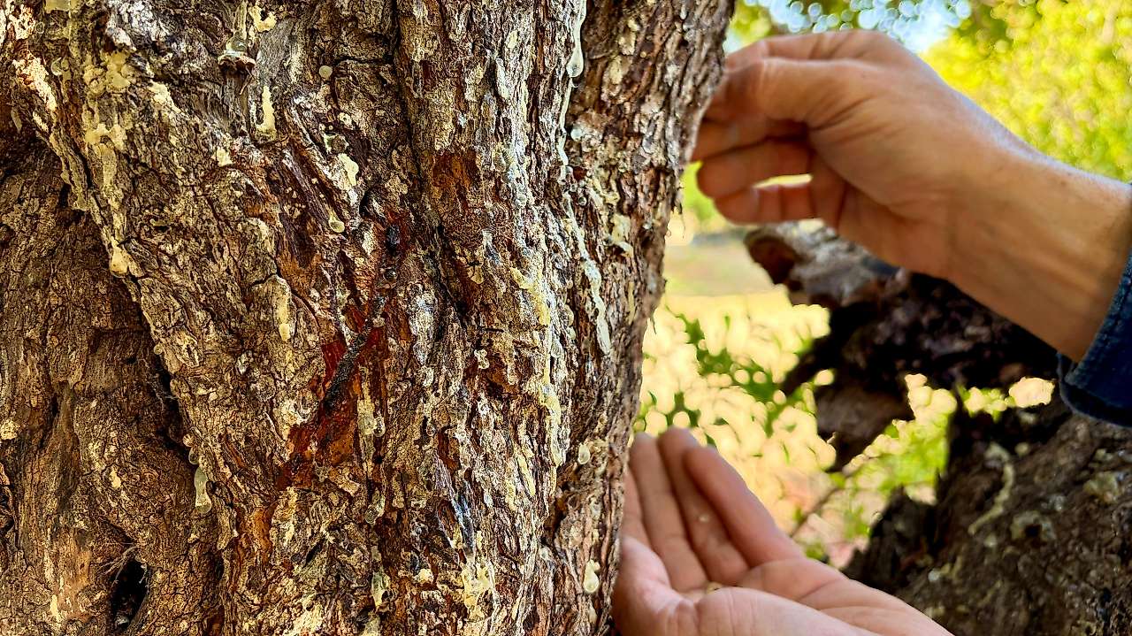 Damla sakızında hasat heyecanı: Kilosu 50 bin liradan satılıyor