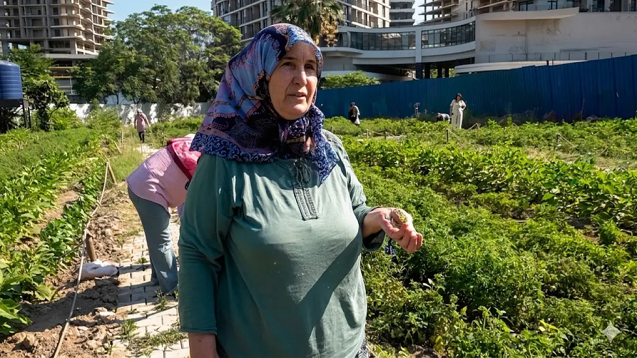 Altındağ Kent Bostanı'nda ilk ürünler toplanmaya başlandı