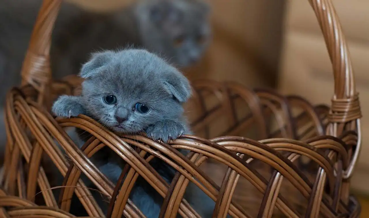 10 maddede kedilerle yaşamak nasıl?