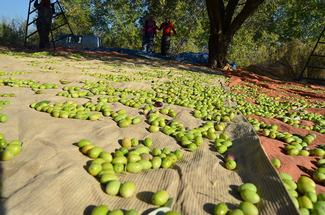 Zeytin ve zeytinyağı ihracatında yüzde 28 düşüş