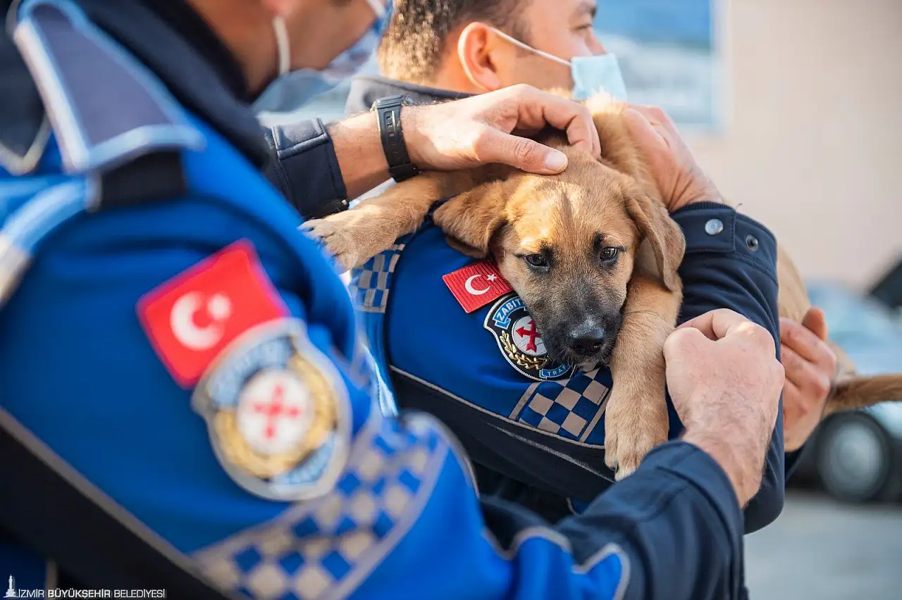 İzmir'de Belediye veteriner hizmetleri ve başvuru yolları