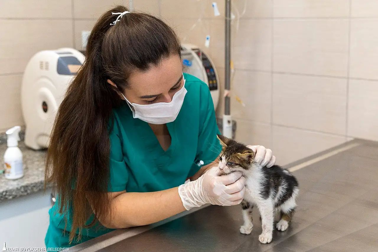 İzmir'de Belediye veteriner hizmetleri ve başvuru yolları