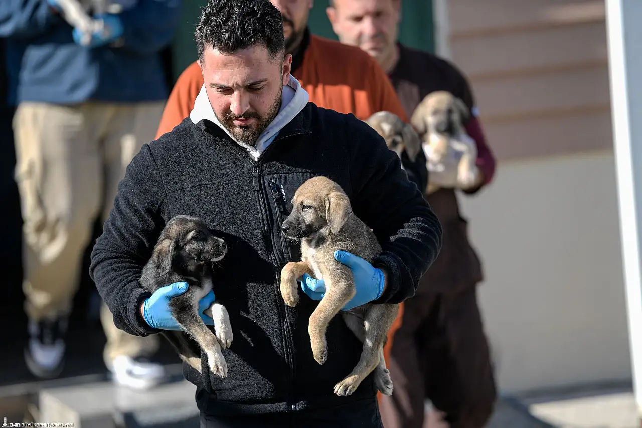İzmir Büyükşehir Belediyesi, Menemen yangınından kurtarılan hayvanlara sahiplendiriyor