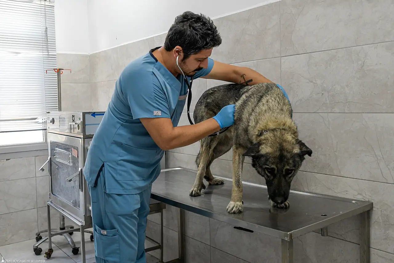 İzmir Büyükşehir Belediyesi, Menemen yangınından kurtarılan hayvanlara sahiplendiriyor