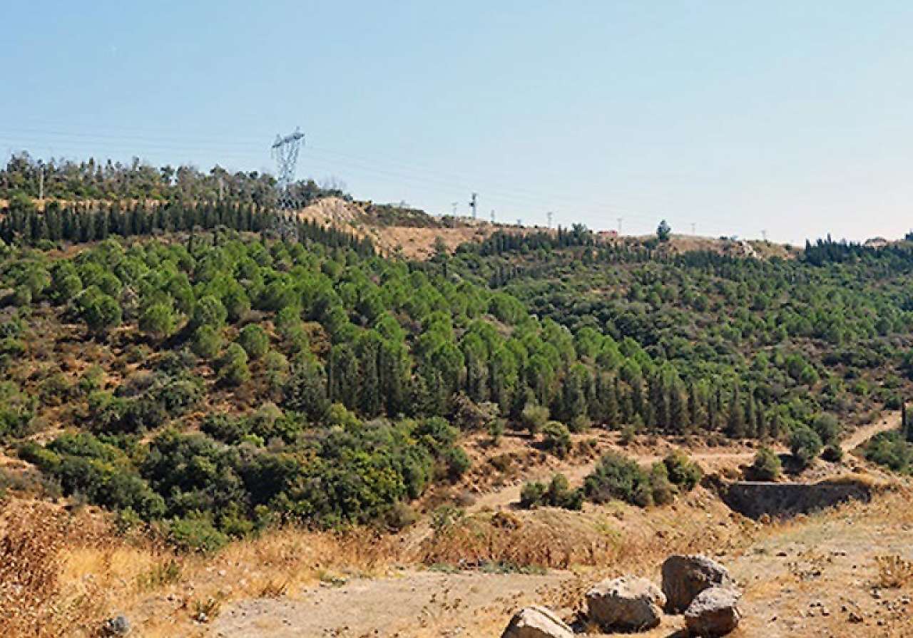 İzmir'de hafriyat sahaları yeşil alanlara dönüşüyor: 106 bin fidan dikildi