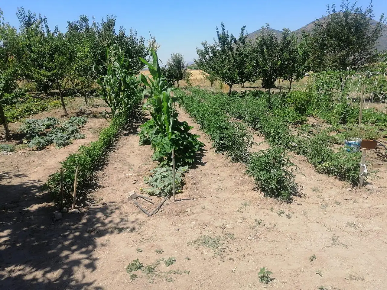Efes tarlası yaşam köyünde üretilen yerel tohumlar Anadolu'nun dört bir yanında filizleniyor