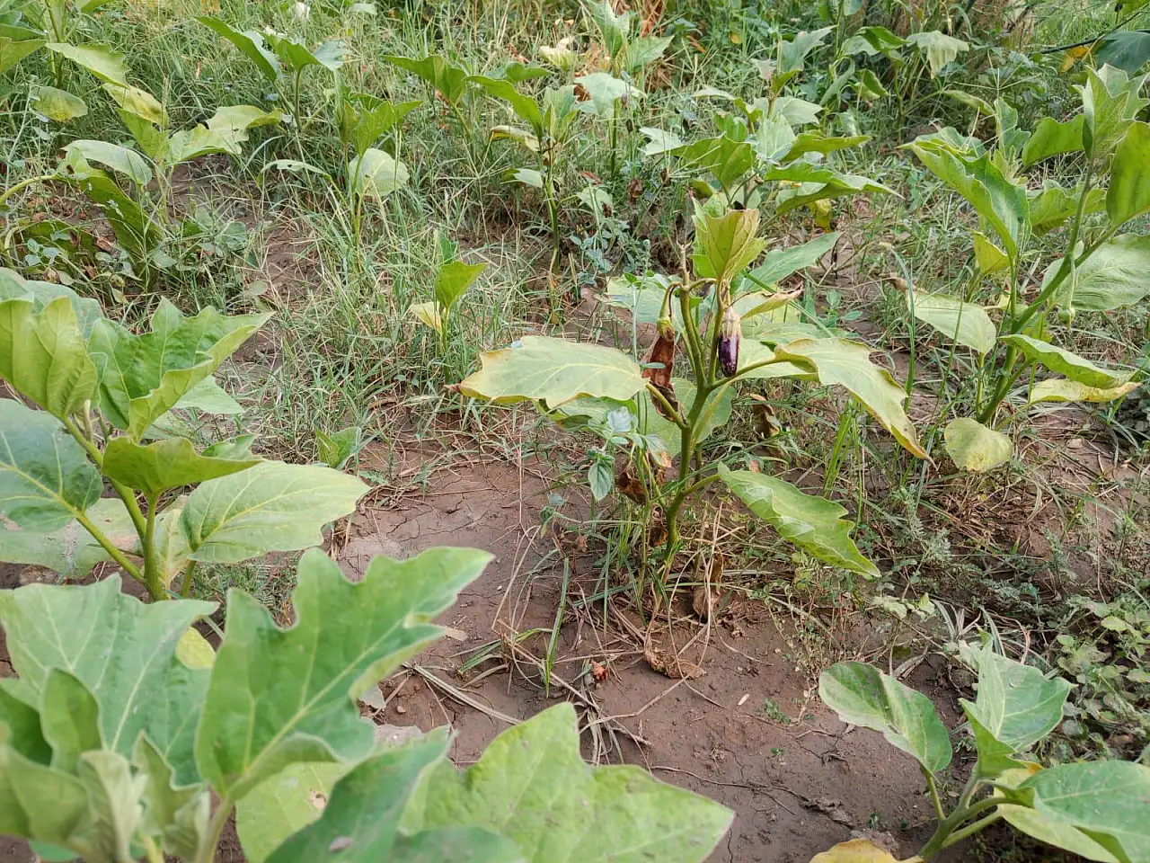 Efes tarlası yaşam köyünde üretilen yerel tohumlar Anadolu'nun dört bir yanında filizleniyor