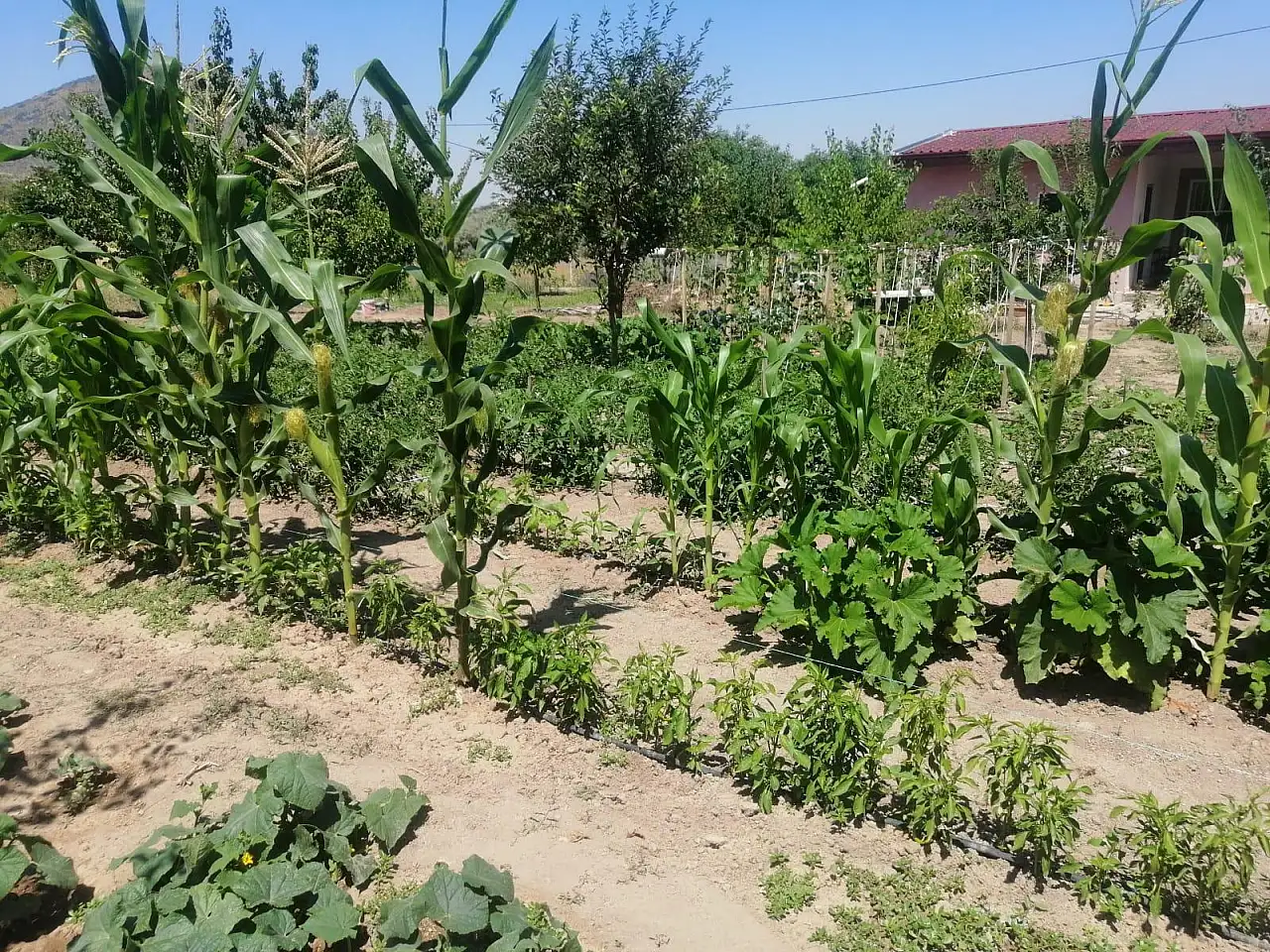 Efes tarlası yaşam köyünde üretilen yerel tohumlar Anadolu'nun dört bir yanında filizleniyor