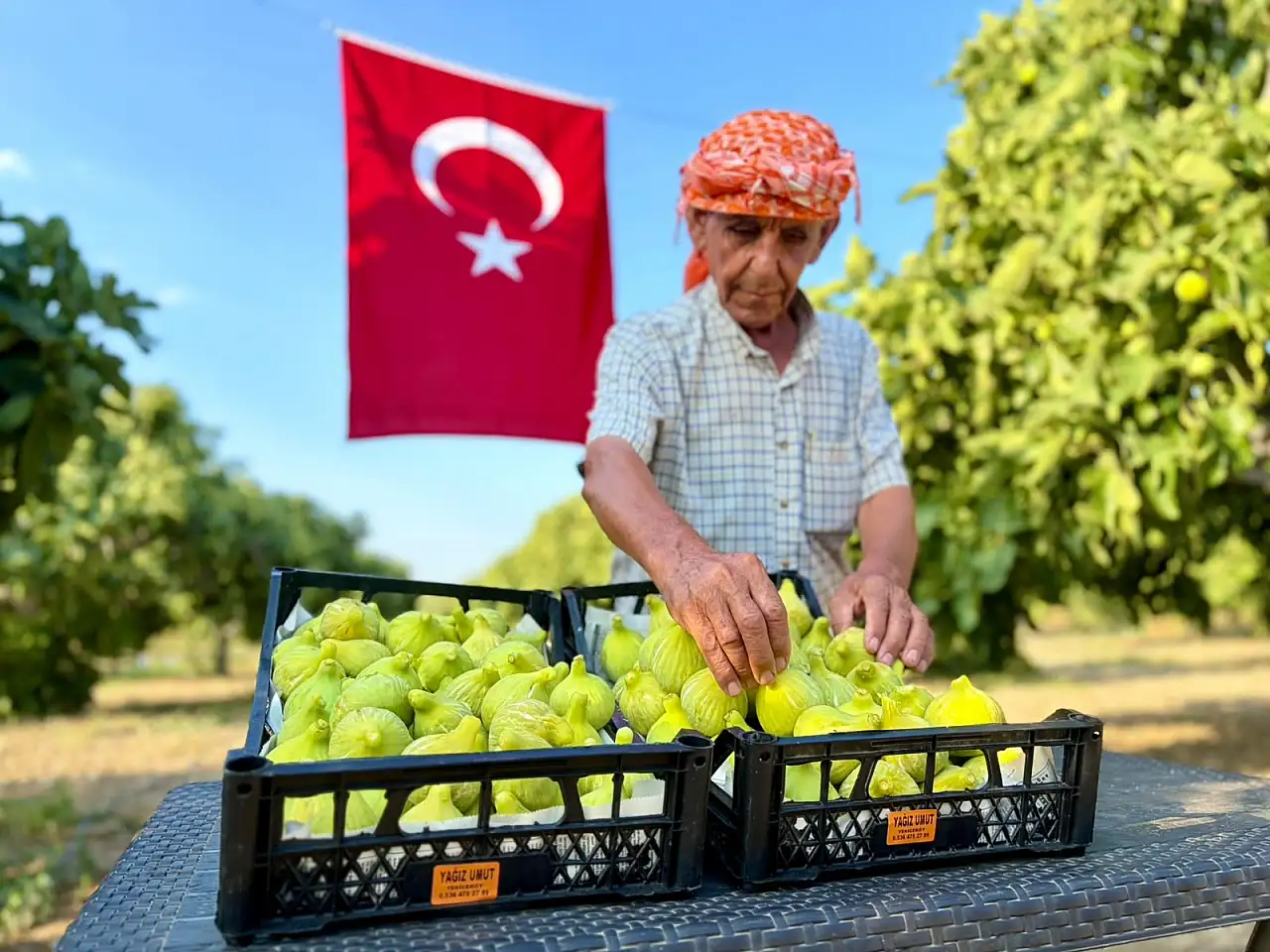 Kilosu 350 TL! İzmir'de o incirde hasat başladı
