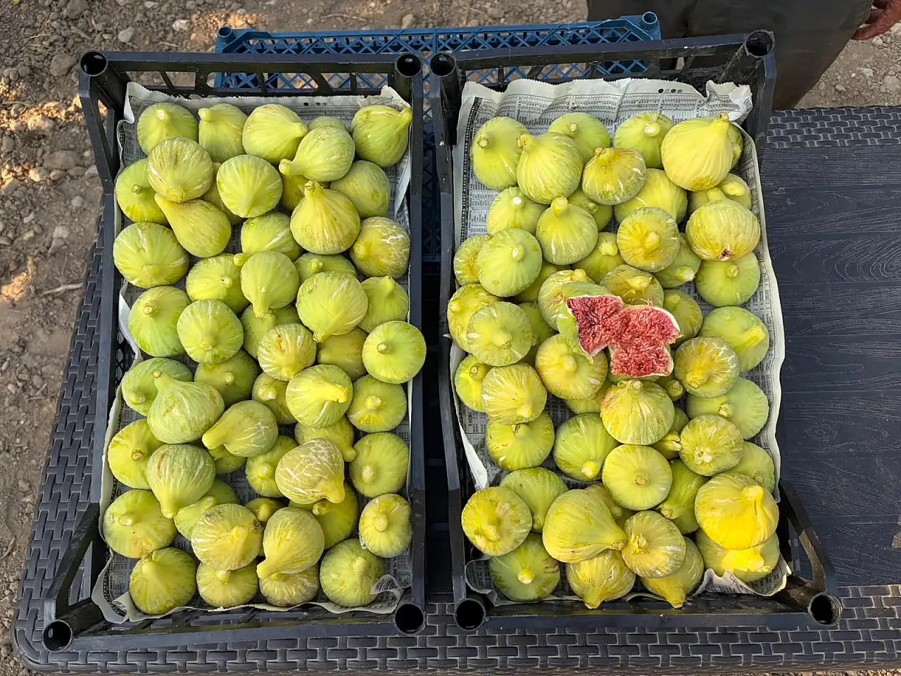Kilosu 350 TL! İzmir'de o incirde hasat başladı