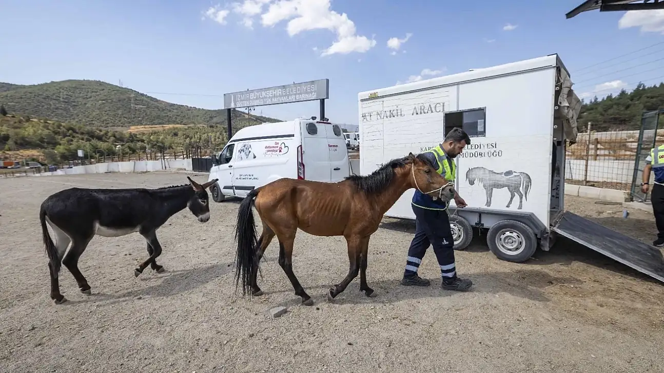 Buca'da aç ve susuz bırakılan atlar kurtarıldı