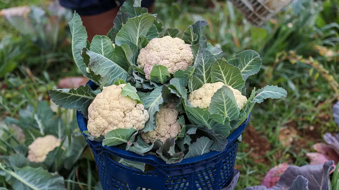 Buca'da dayanışma ve üretim sürüyor: Kent lokantalarına mevsim sebzeleri