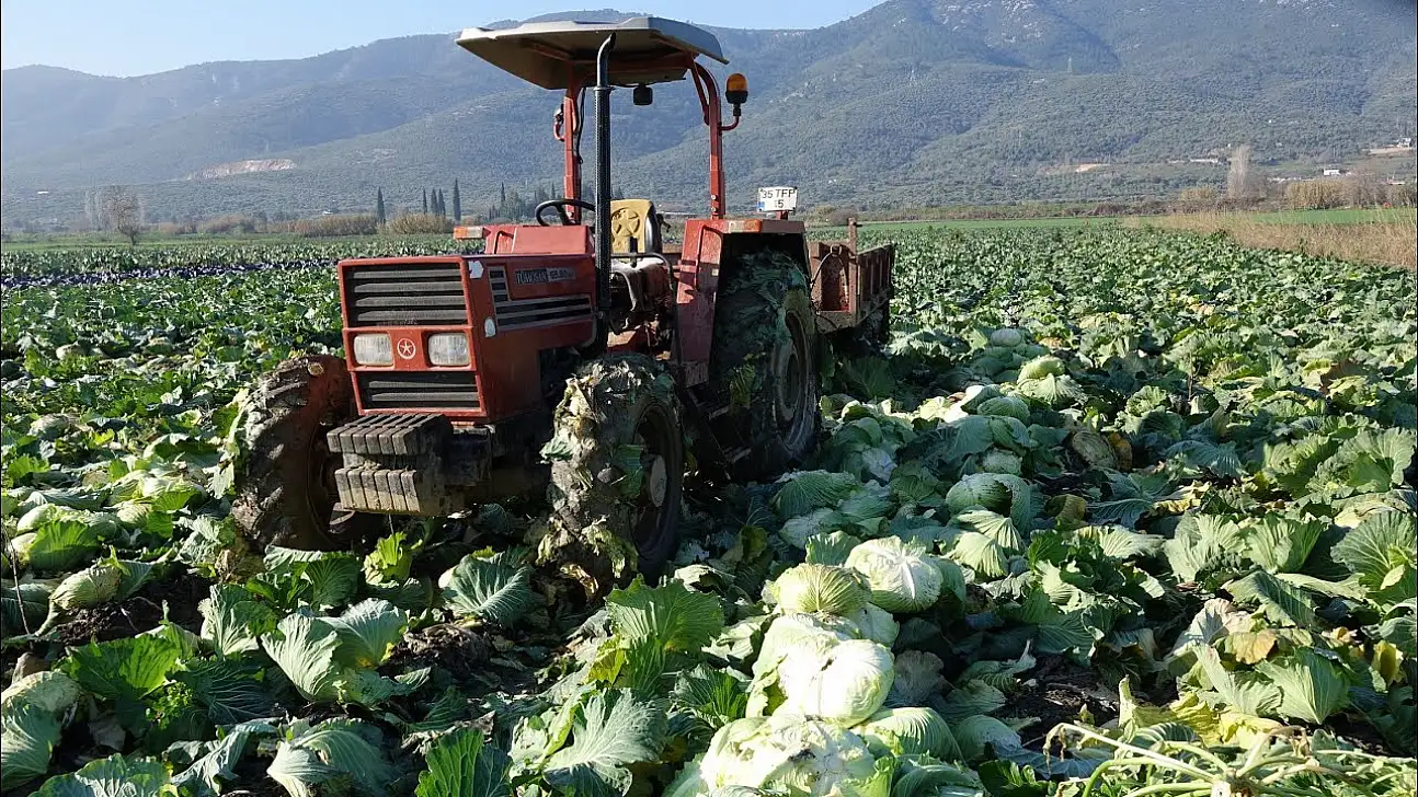 Niğde'de lahana hasadı başladı: Tarlada 10 TL, markette 50 TL