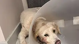 Yeşilova'da fare ve sokak köpeği alarmı: Mahalle sakinleri tedirgin