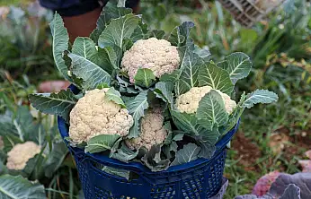 Buca'da dayanışma ve üretim sürüyor: Kent lokantalarına mevsim sebzeleri