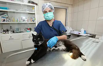 Gaziemir Belediyesi'nden sokak hayvanlarına büyük destek