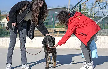 İzmir Büyükşehir Belediyesi, Menemen yangınından kurtarılan hayvanlara sahiplendiriyor