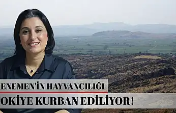 Menemen'in hayvancılığı TOKİ'ye kurban ediliyor...