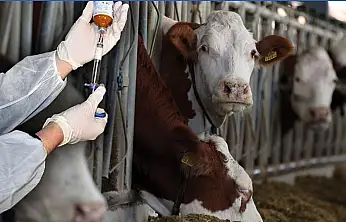 Milas'ta şap salgını önlemleri kapsamında hareket kısıtlaması uygulanıyor