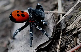 Ödemiş Bozdağ'da nadir Uğur Böceği Örümceği görüldü