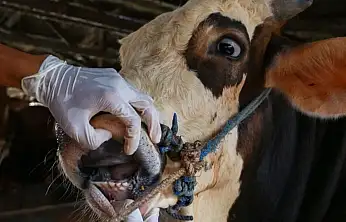 Ödemiş, Tire ve çevresinde hayvan üreticileri tedirgin