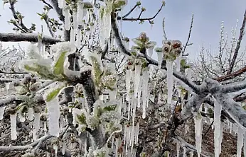 Soğuk hava dalgası tarım alanlarını etkileyecek